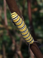 Danaus plexippus