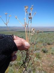Lomatium austiniae