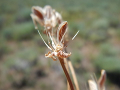 Lomatium austiniae