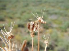Lomatium austiniae