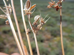 Lomatium austiniae