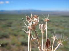 Lomatium austiniae