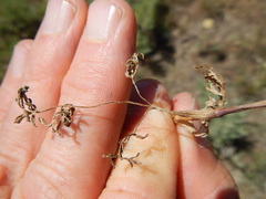 Lomatium austiniae