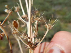 Lomatium austiniae