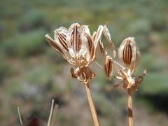 Lomatium austiniae