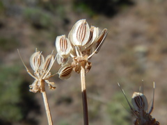 Lomatium austiniae