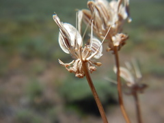 Lomatium austiniae