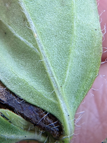 Image of Carlowrightia texana by (c) Eric Knight, some rights reserved (CC BY)