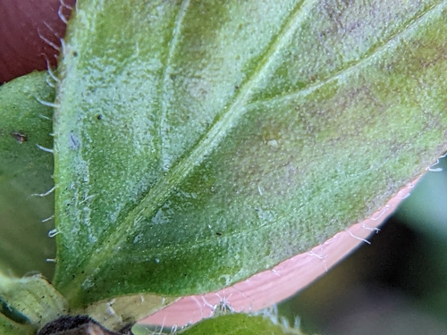 Image of Carlowrightia texana by (c) Eric Knight, some rights reserved (CC BY)