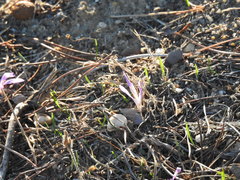 Colchicum filifolium