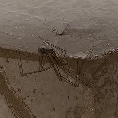Pholcidae