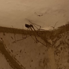Pholcidae