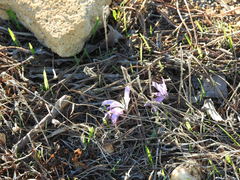 Colchicum filifolium