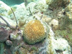 Dichocoenia stokesii