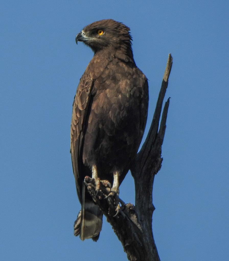 Brown Snake-Eagle photo