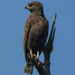 Brown Snake-Eagle - Photo (c) brian fisher, some rights reserved (CC BY-NC), uploaded by brian fisher