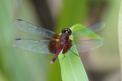 Erythrodiplax fervida