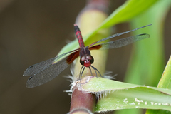 Erythrodiplax fervida