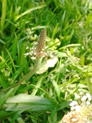 Plantago lanceolata