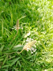 Plantago lanceolata