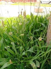 Plantago lanceolata