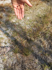 Xyris stenotera