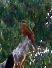 Platycercus icterotis