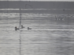 Lophodytes cucullatus