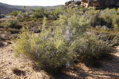 Muraltia spinosa
