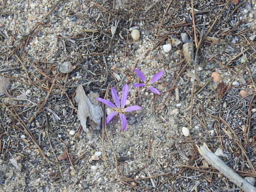Colchicum filifolium