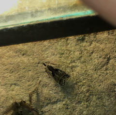 Dichomeris bilobella