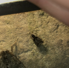 Dichomeris bilobella