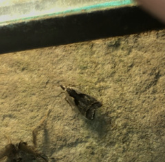 Dichomeris bilobella