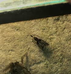 Dichomeris bilobella