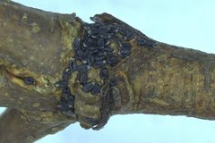 Thaumastocoris peregrinus