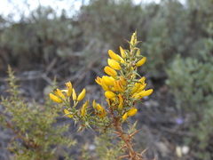 Ulex argenteus subsericeus