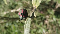 Stolas punicea