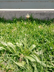 Plantago lanceolata