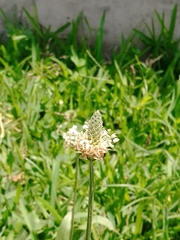 Plantago lanceolata