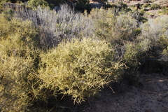 Muraltia spinosa