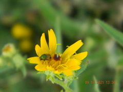 Cryptocephalus laetus