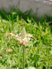 Plantago lanceolata