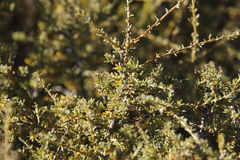 Muraltia spinosa