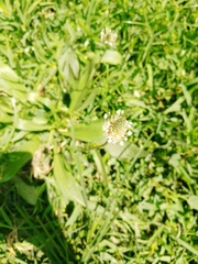 Plantago lanceolata