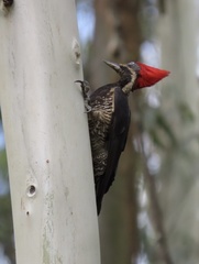 Dryocopus lineatus
