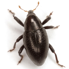 Tyloderma baridium