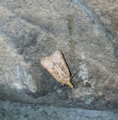 Dichomeris ventrellus