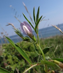 Vicia bithynica
