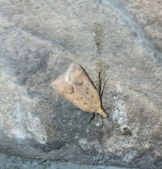 Dichomeris ventrellus