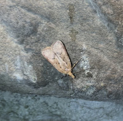 Dichomeris ventrellus